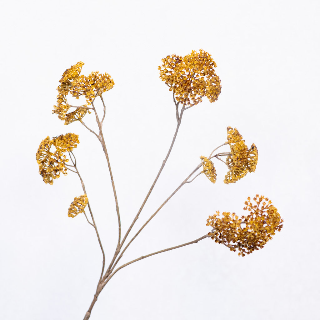 Achillea Spray Mustard