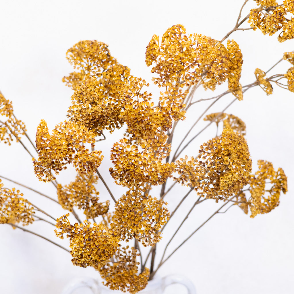 Achillea Spray Mustard