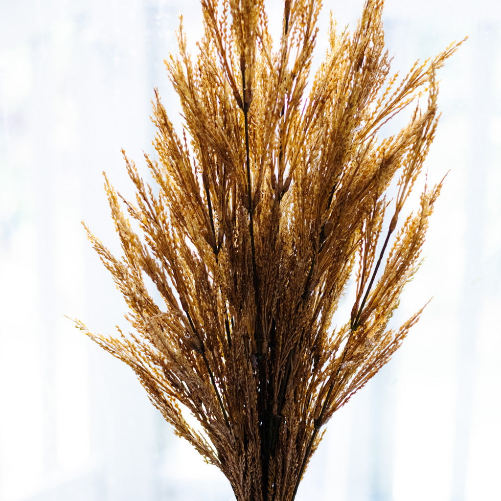 Dark Gold Wheat Bush