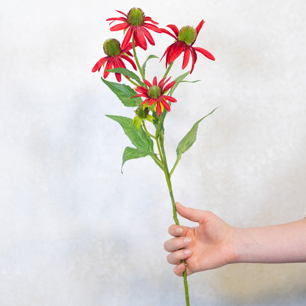 Rudbeckia Red Burgundy Spray