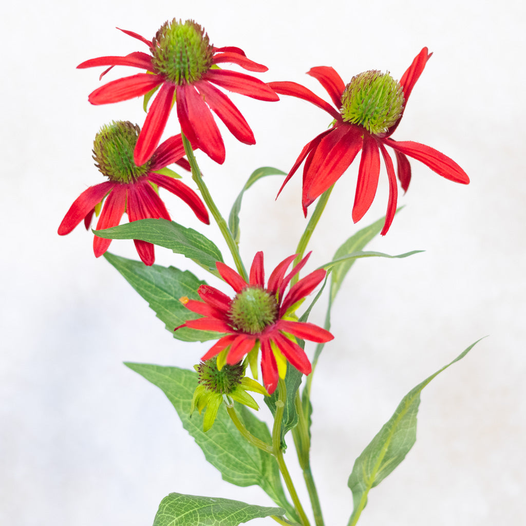 Rudbeckia Red Burgundy Spray