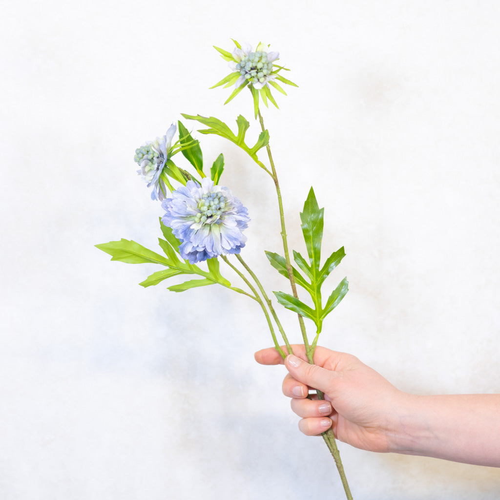 Scabiosa Blue Stem