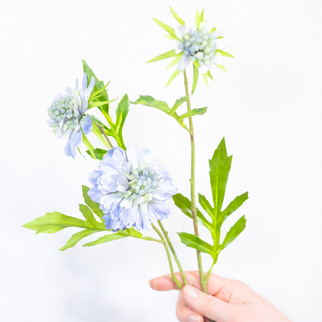 Scabiosa Blue Stem