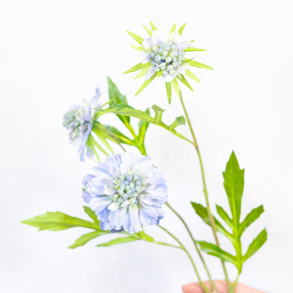 Scabiosa Blue Stem