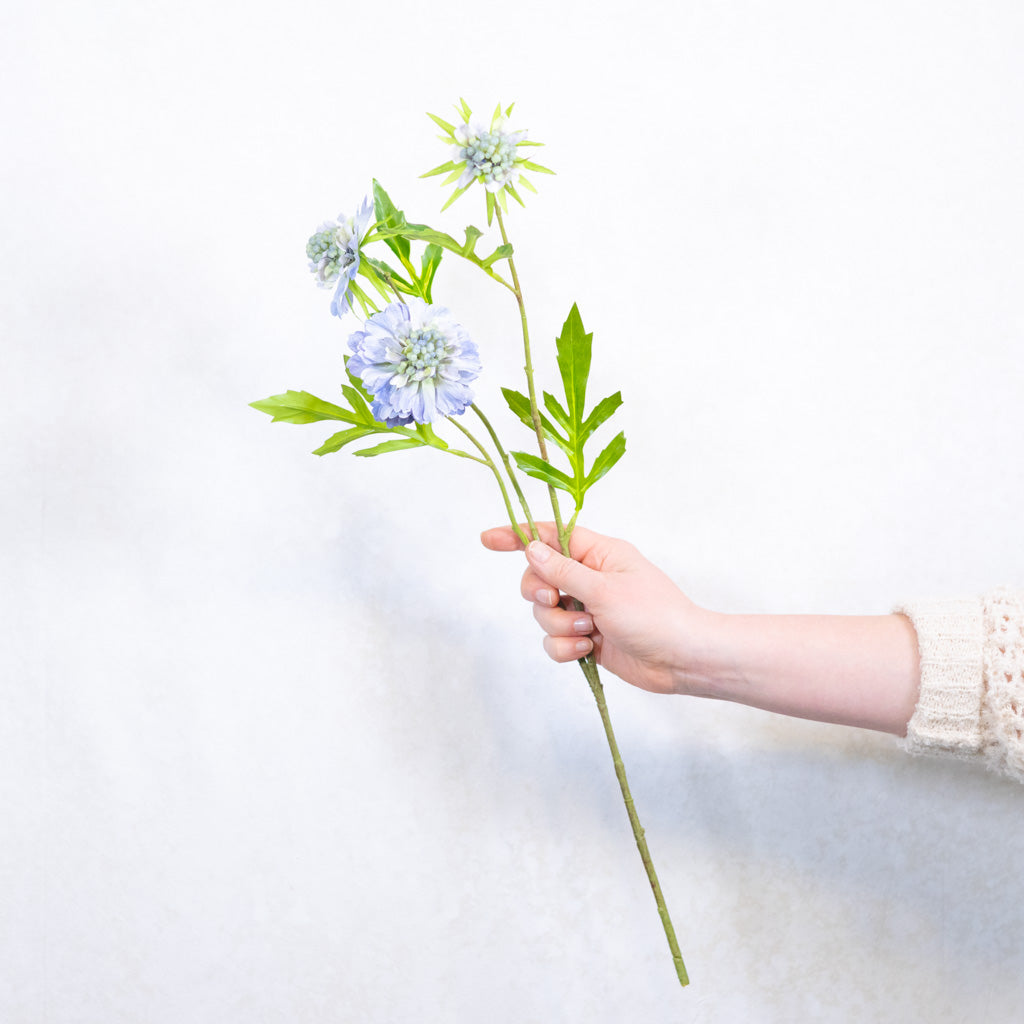 Scabiosa Blue Stem