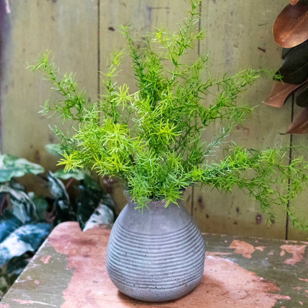 Springeri Short Stem