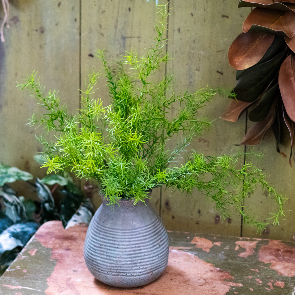 Springeri Short Stem