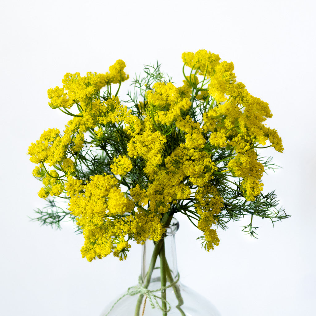 Yellow Queen Anne's Lace Spray