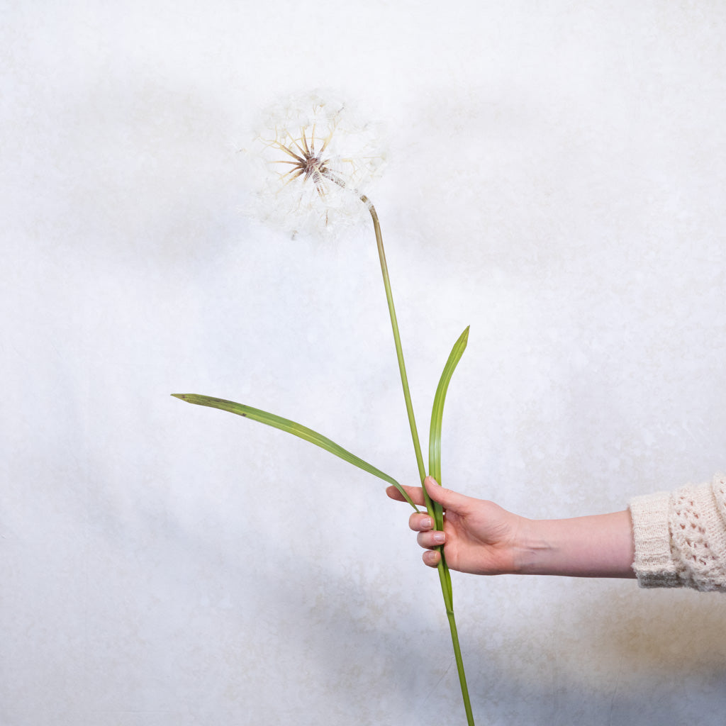 Dandelion Cream Spray