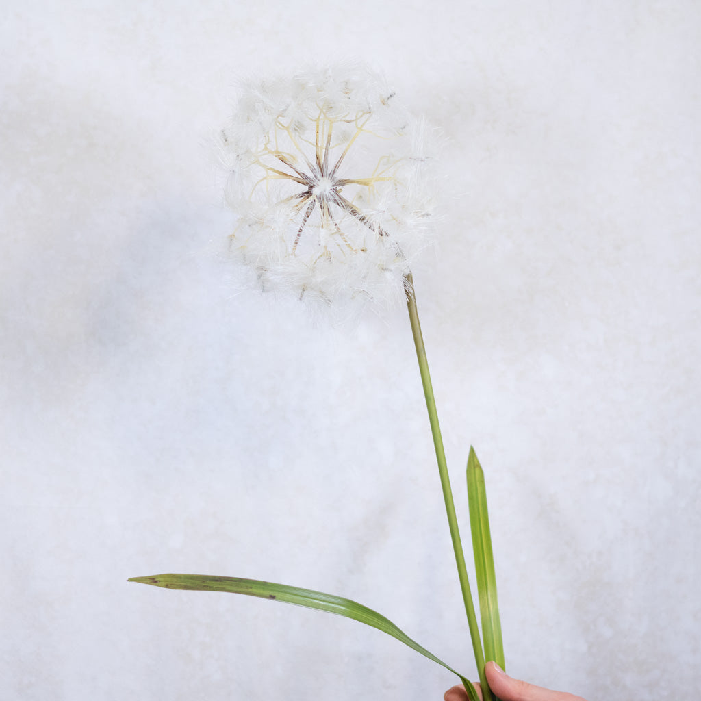 Dandelion Cream Spray