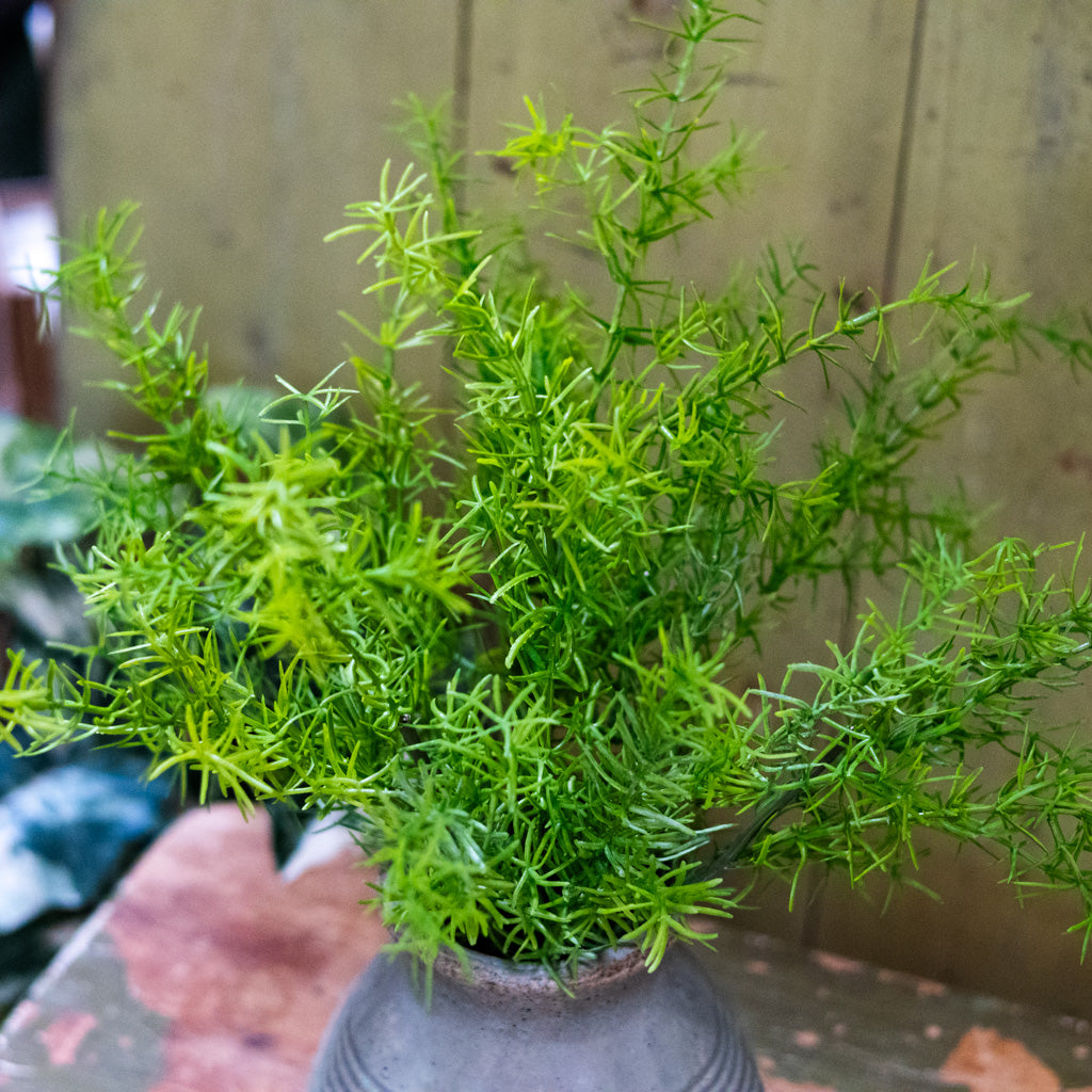 Springeri Short Stem