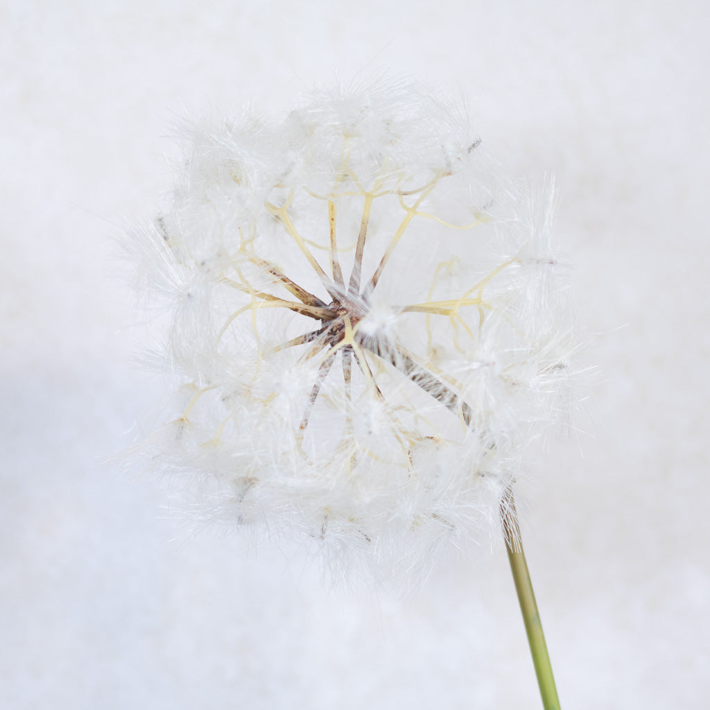 Dandelion Cream Spray