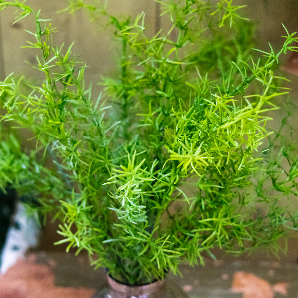 Springeri Short Stem