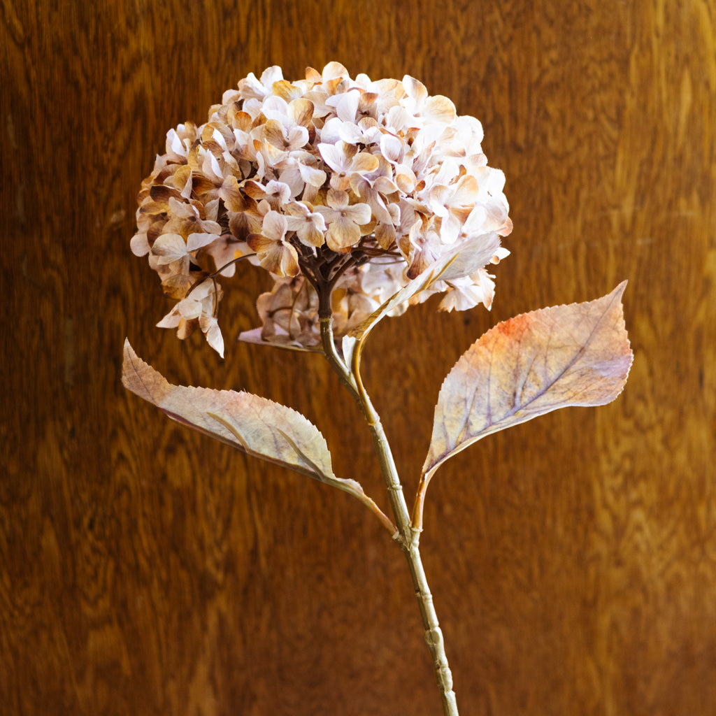 Brown Cream Hydrangea Spray