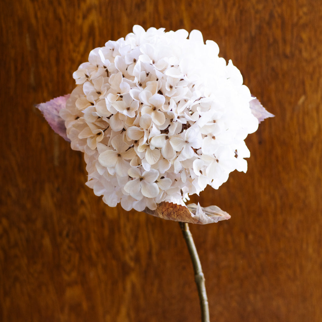Cream Hydrangea Spray
