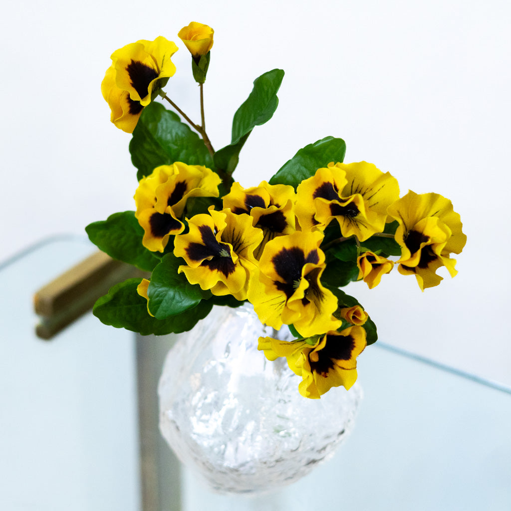 UV Yellow Pansy Plant