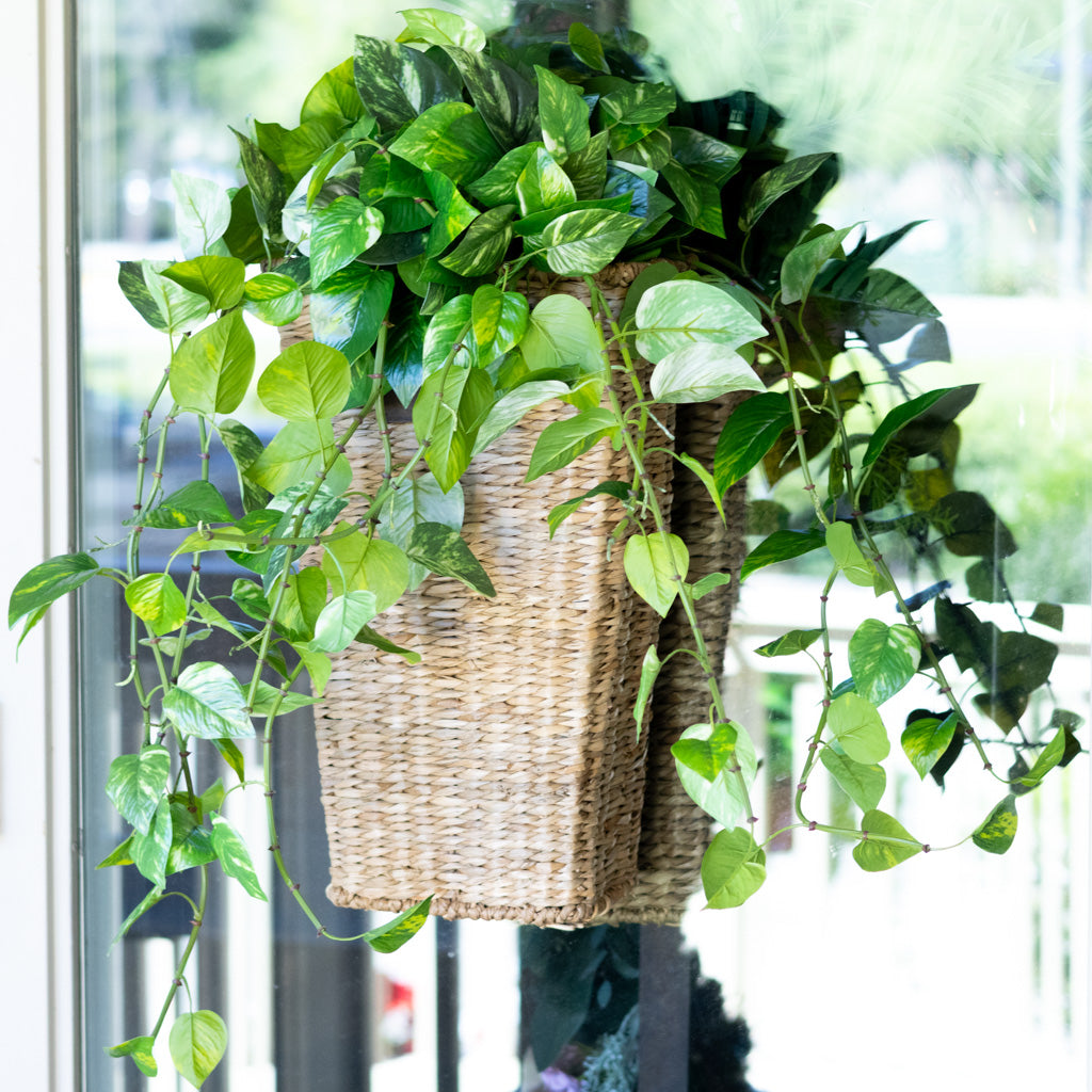 Pothos Large Drop In