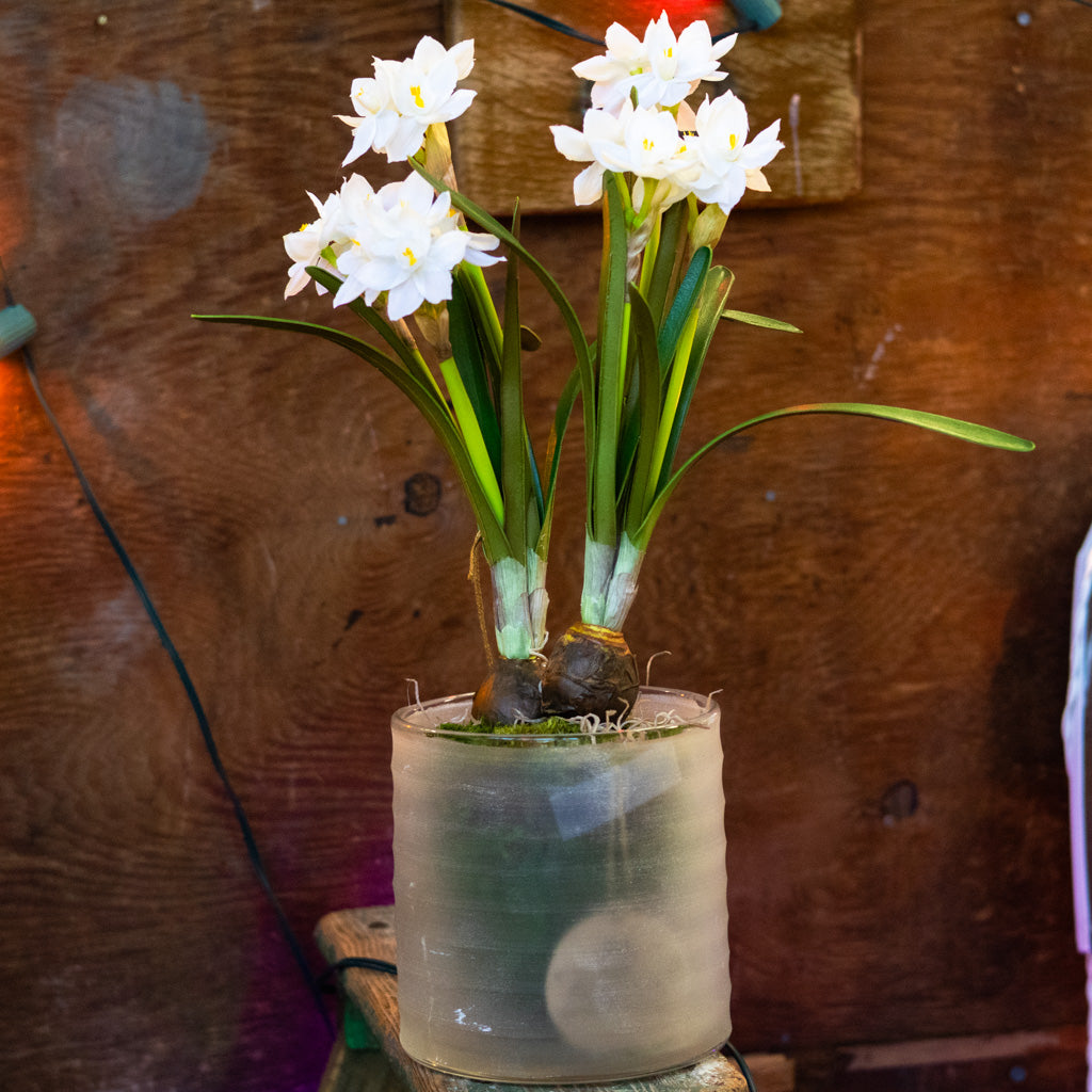 Double Paperwhite Potted