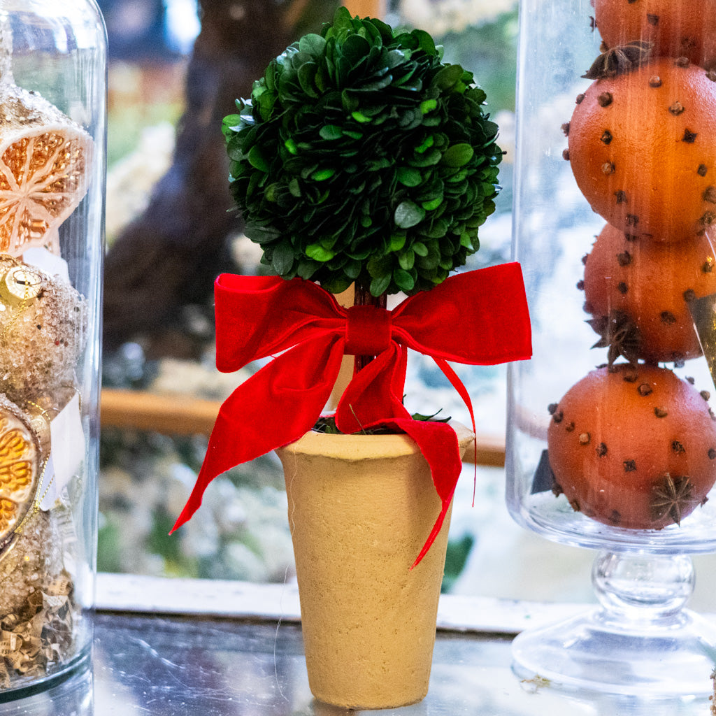 Dried Boxwood Tree with Red Bow in Terracotta Pot