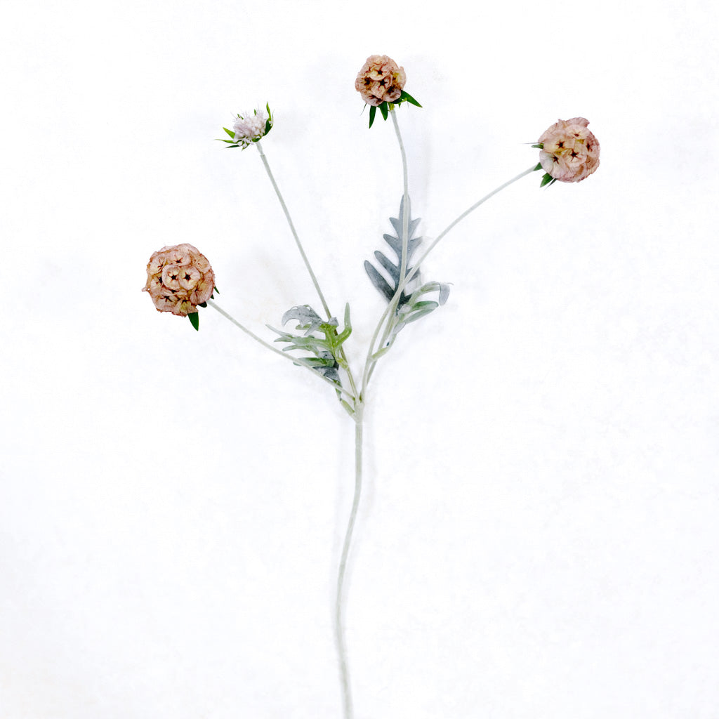 Pink Scabiosa Pod Spray