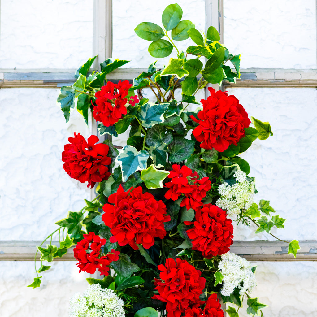 Greenhouse Geranium Down Drop