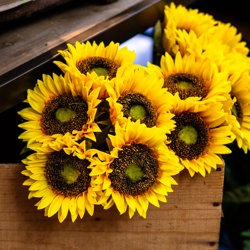 Yellow Sunflower Bundle Natural Touch