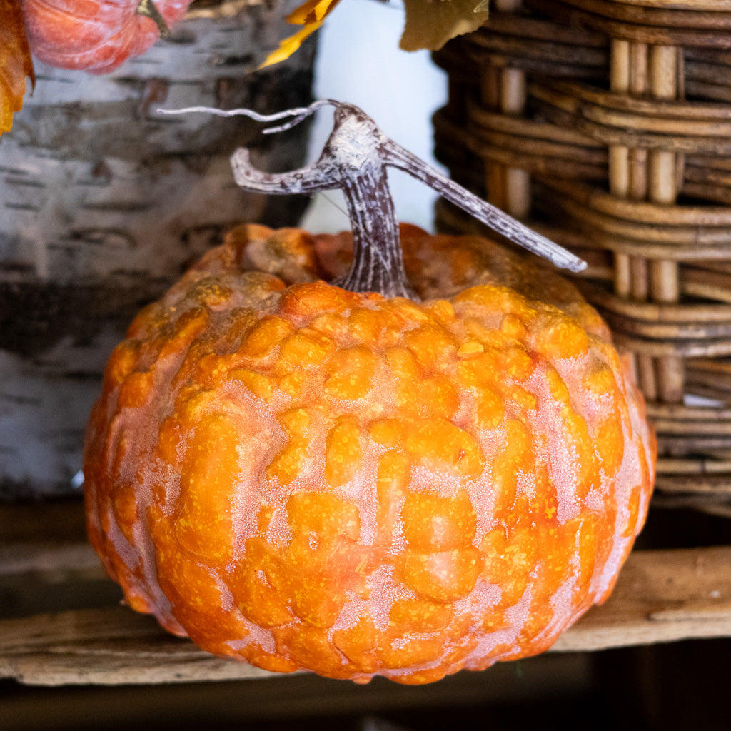Hybrid Orange Pumpkin