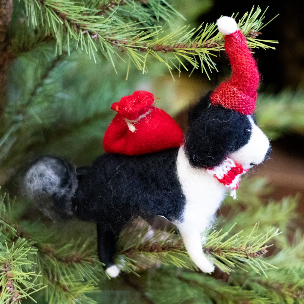 Black & White Dog with Red Hat and Knapsack