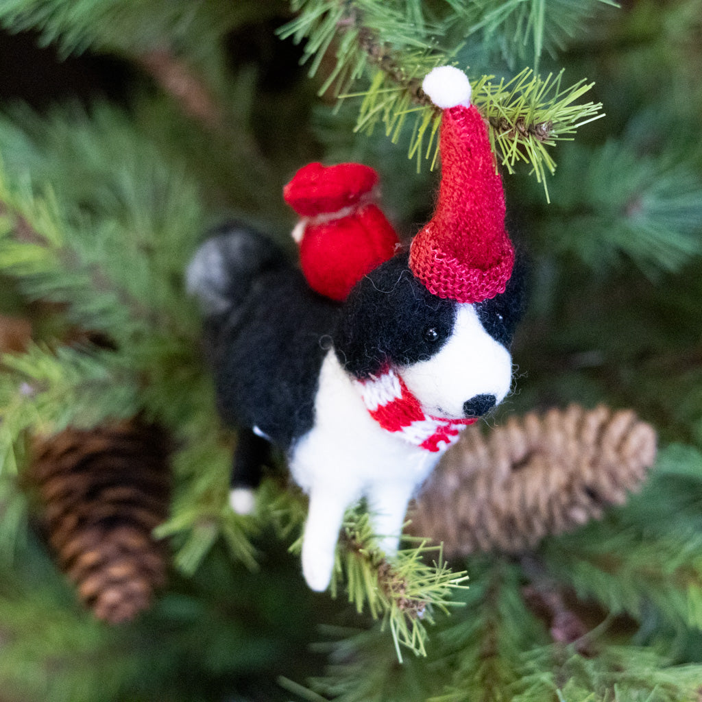 Black & White Dog with Red Hat and Knapsack