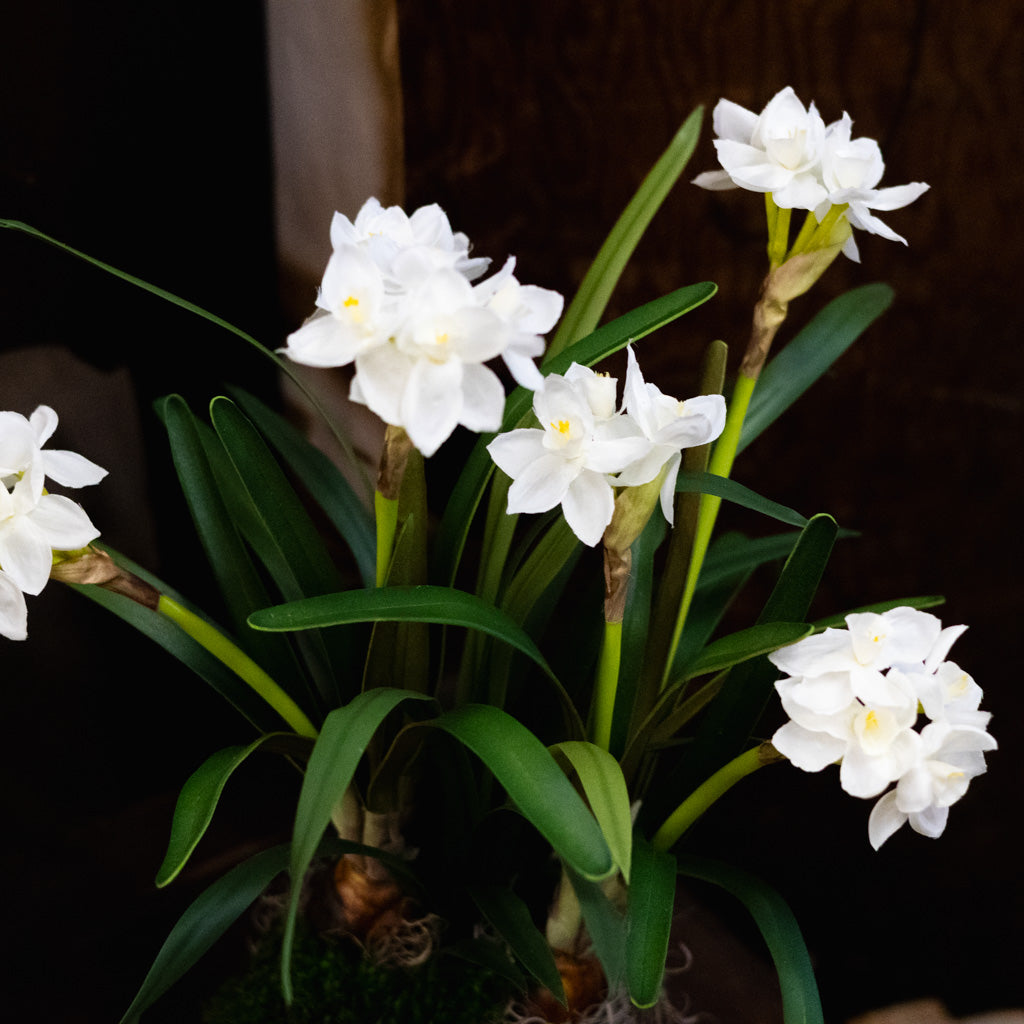 Double Paperwhite Potted