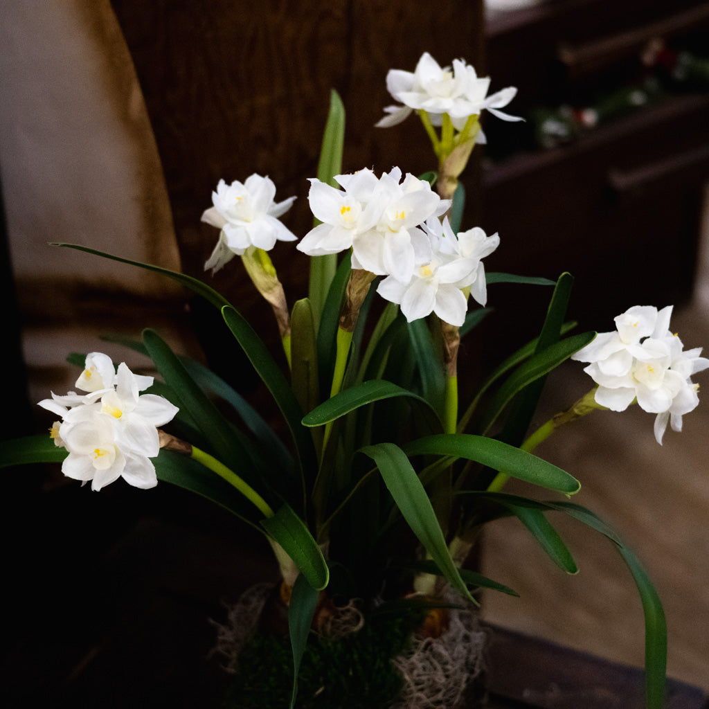 Double Paperwhite Potted