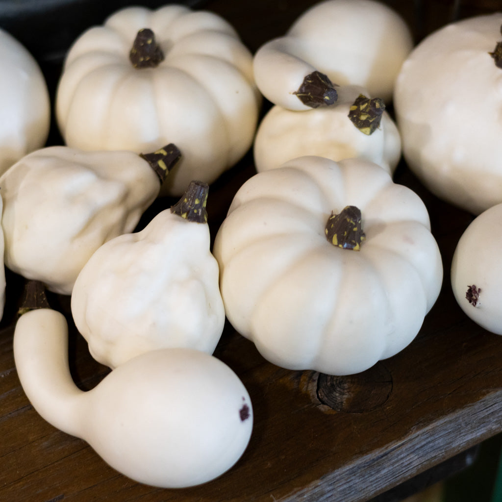 Mixed Small Pumpkins and Gourds Cream Bag of Twelve