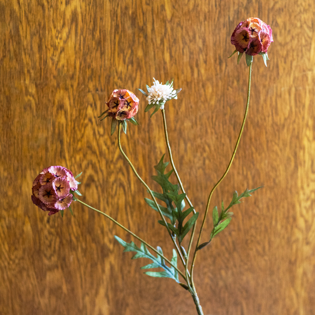 Autumn Cinnamon Spice Scabiosa Spray