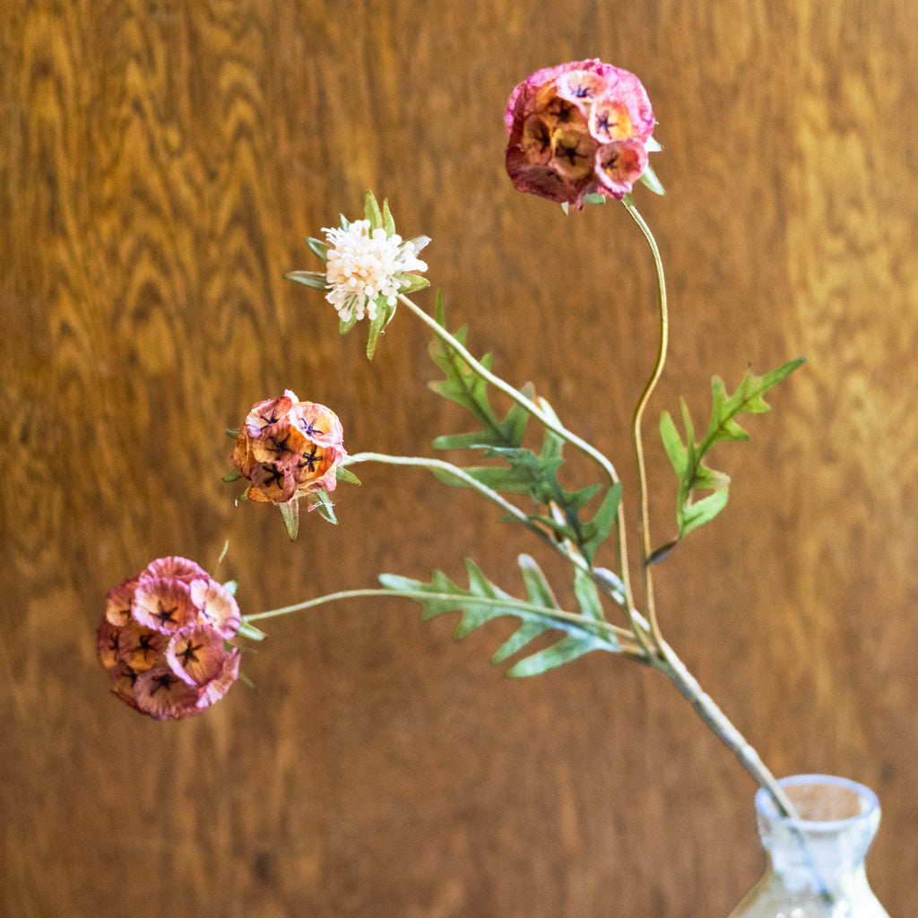 Autumn Cinnamon Spice Scabiosa Spray