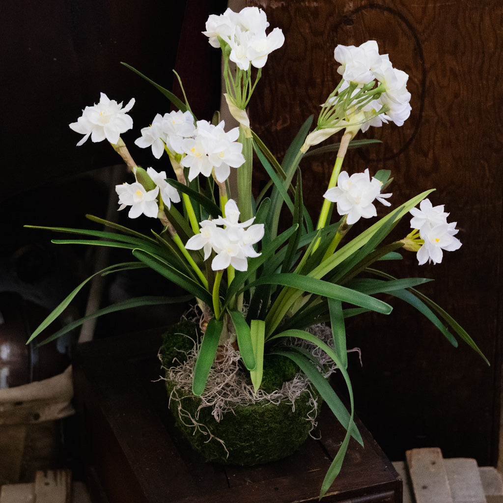 Triple Paperwhite Round Centerpiece Drop In
