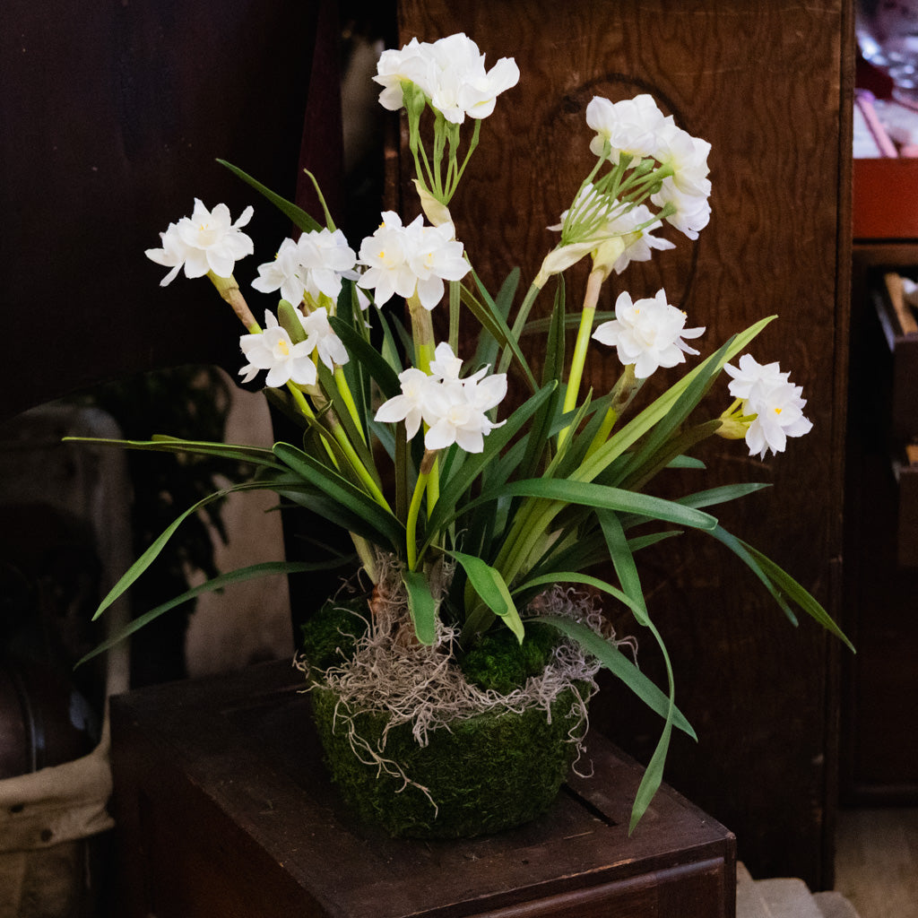 Triple Paperwhite Round Centerpiece Drop In
