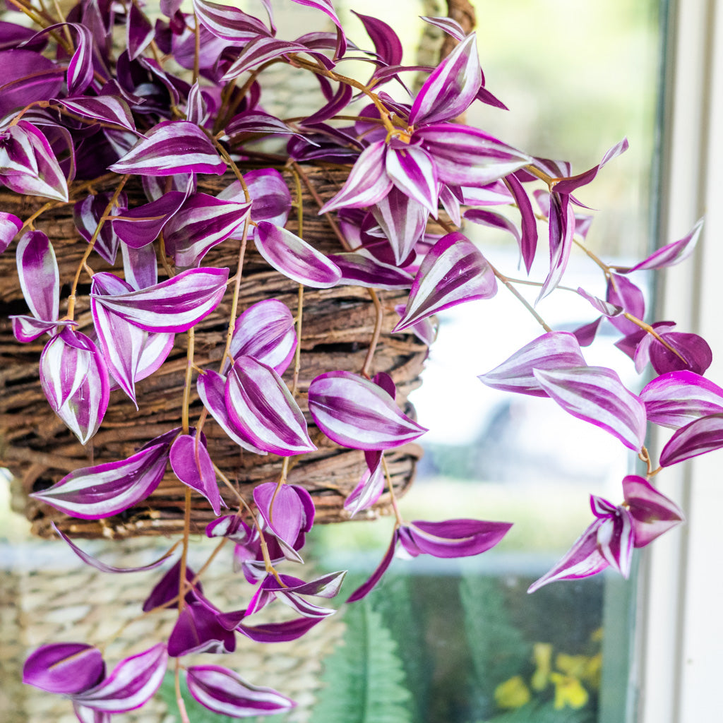 UV Hanging Tradescantia Purple