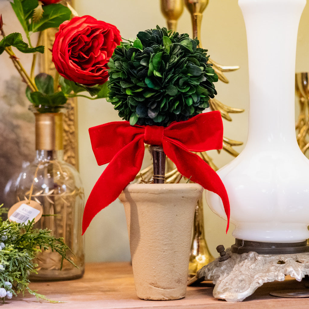 Dried Boxwood Tree with Red Bow in Terracotta Pot