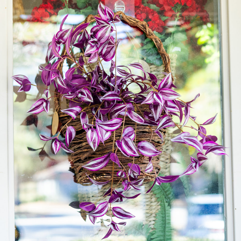 UV Hanging Tradescantia Purple