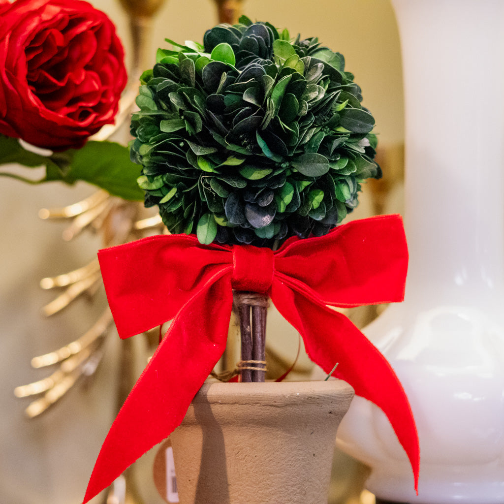Dried Boxwood Tree with Red Bow in Terracotta Pot