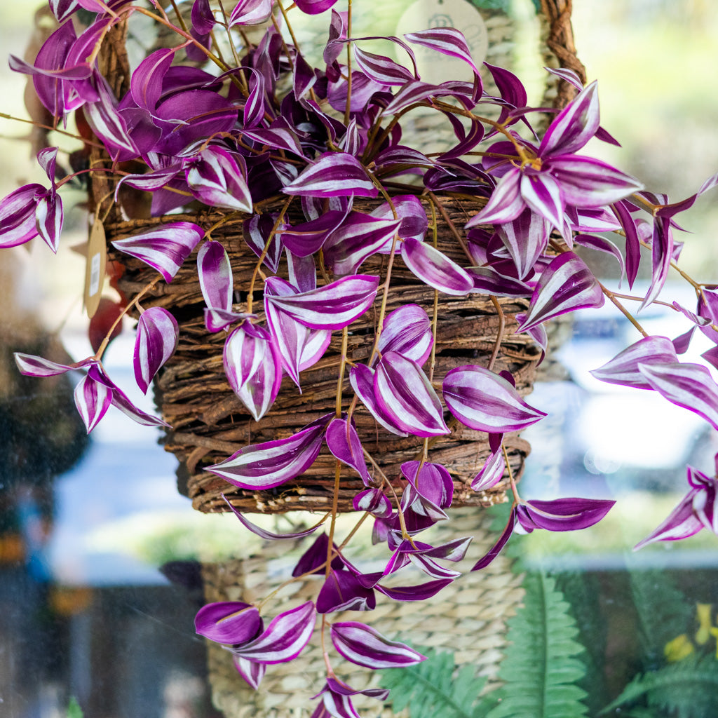 UV Hanging Tradescantia Purple