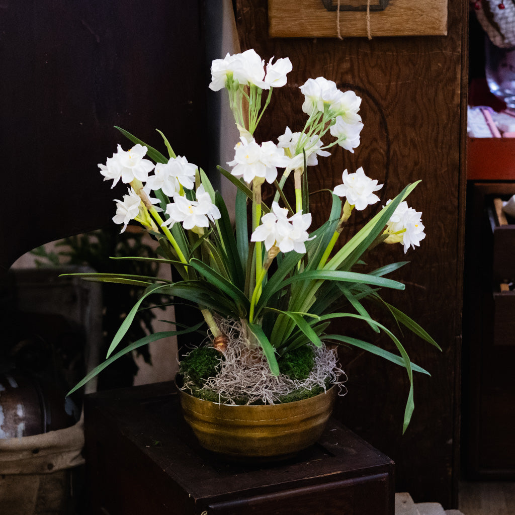 Triple Paperwhite Round Centerpiece Drop In
