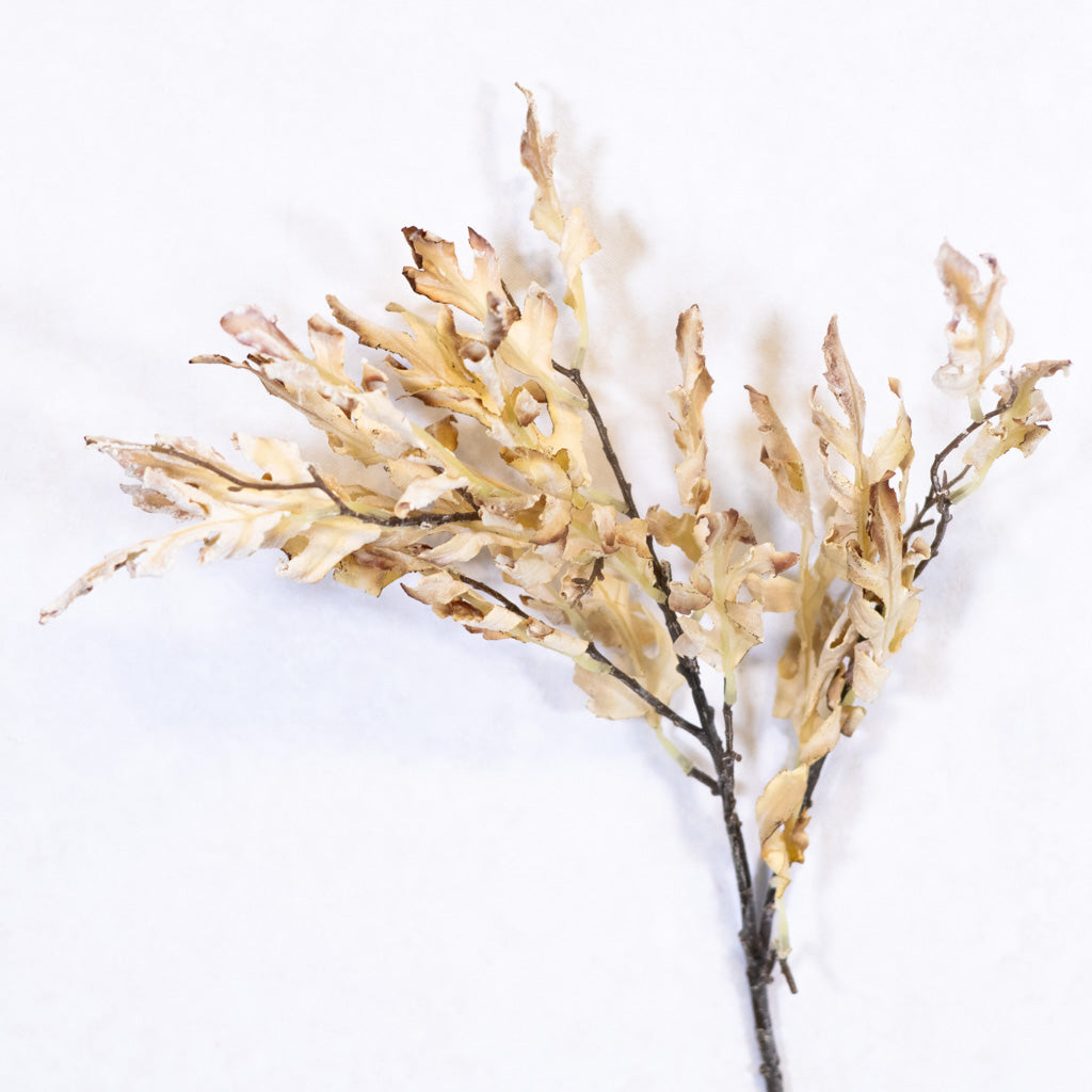 Dried Parchment Oak Leaf Spray