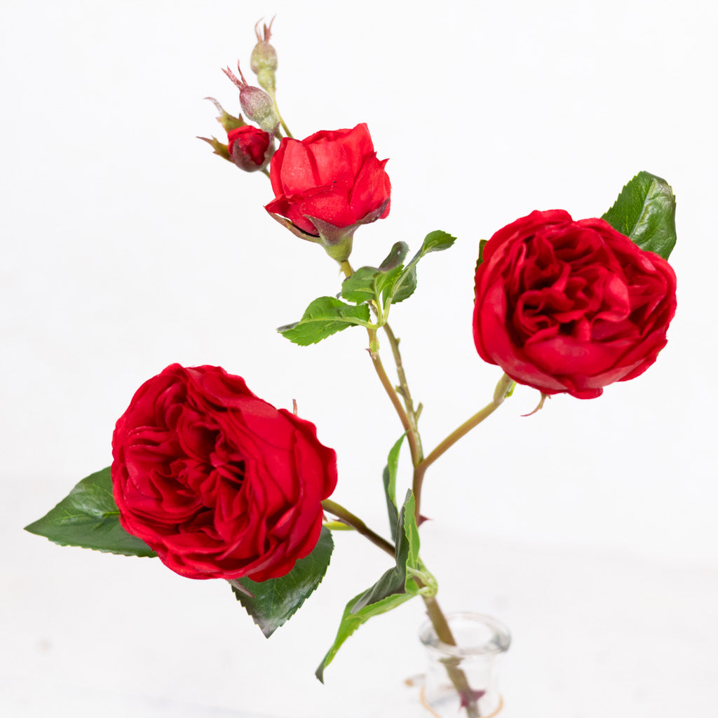 Just-Cut Cabbage Red Rose