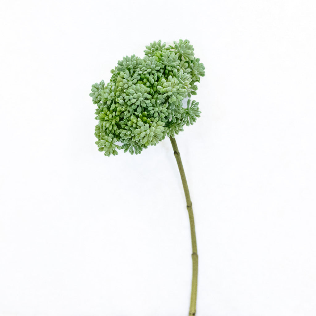 Sedum Green Pick Tall