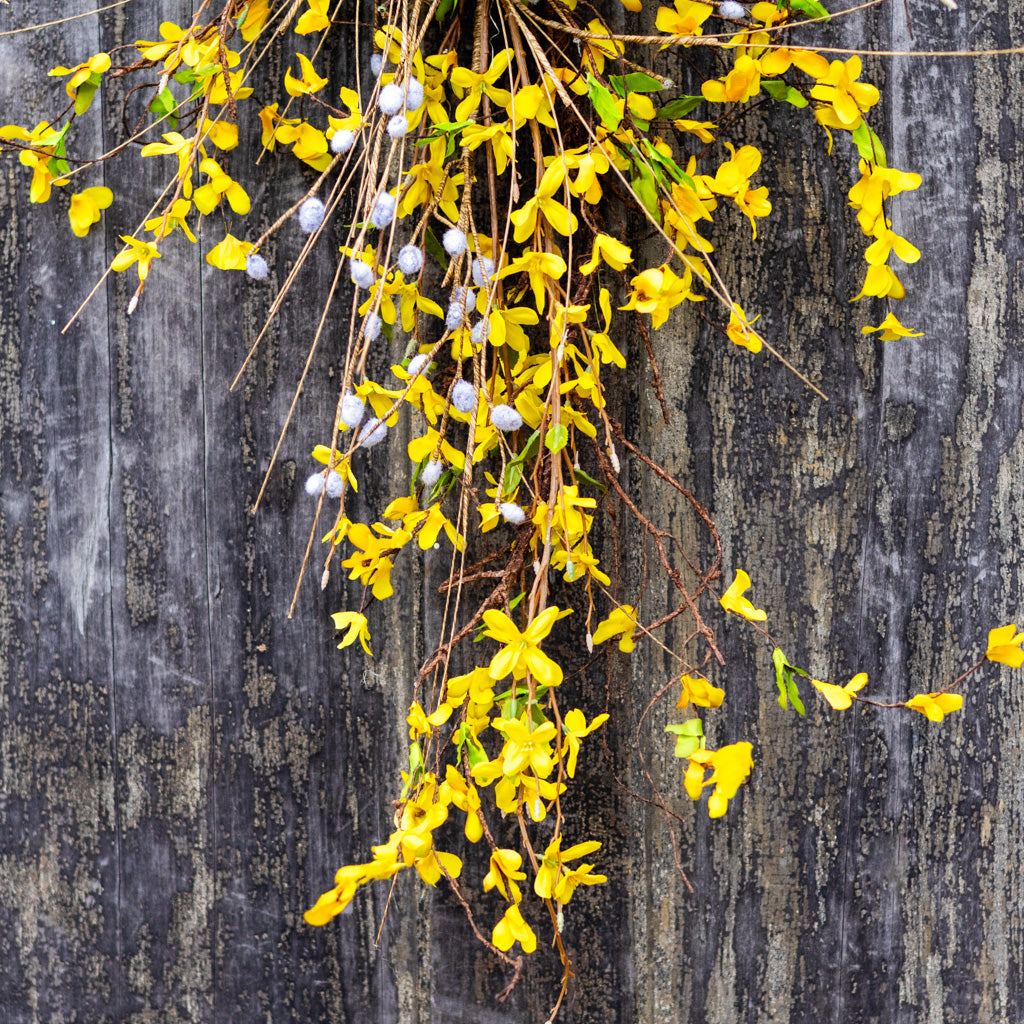 Forsythia Down Drop