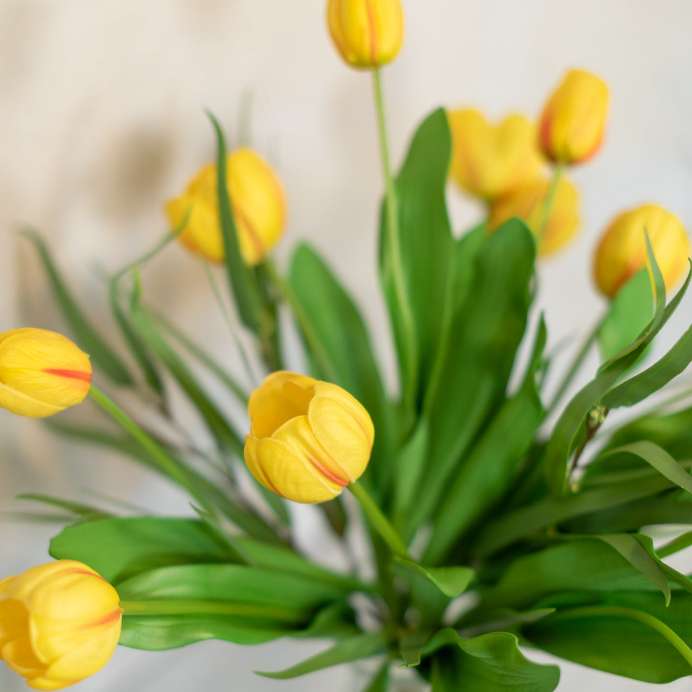 Garden Cut Tulip Large Bouquet Yellow Drop In