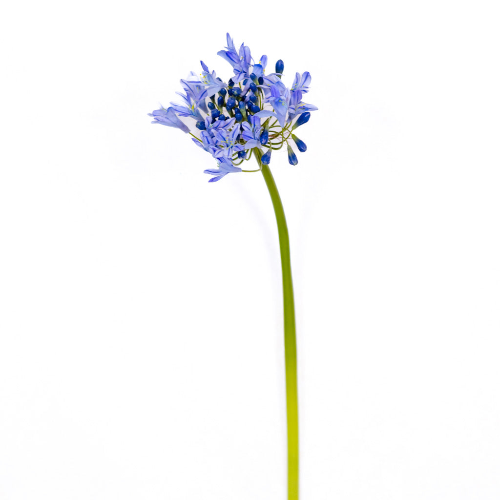 Blue Agapanthus Stem Just Cut