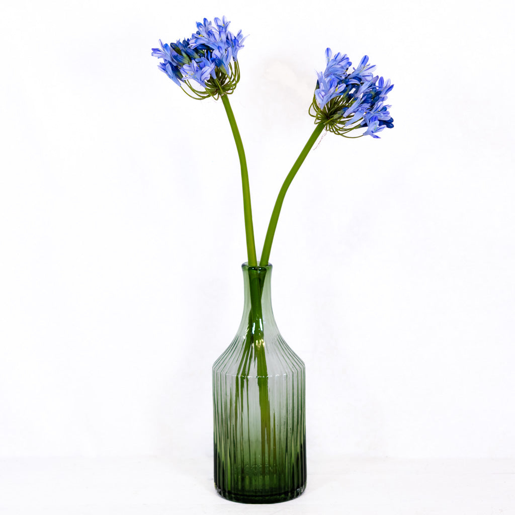 Blue Agapanthus Stem Just Cut