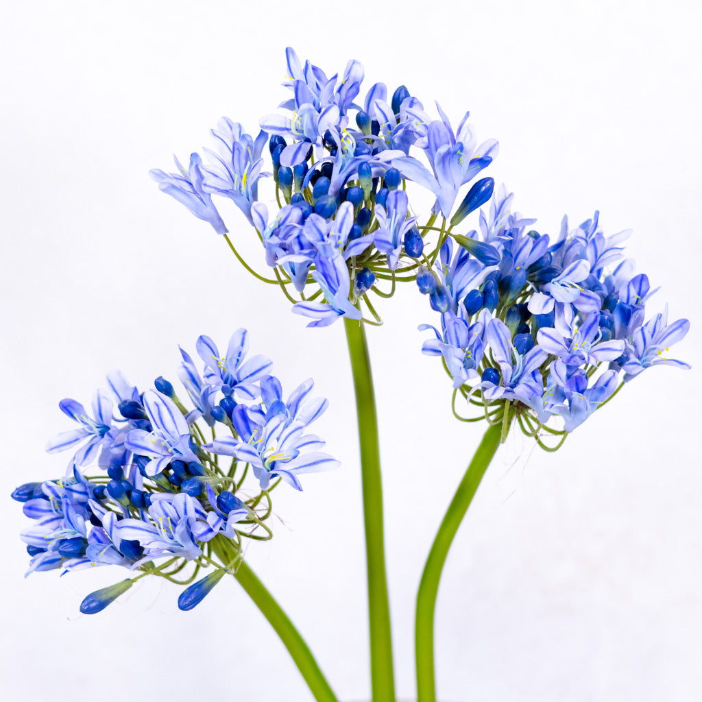 Blue Agapanthus Stem Just Cut